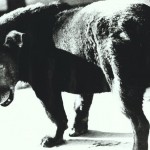 "Stray Dog" by Daido Moriyama, Misawa, Aomori, 1971