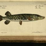 Esox lucius / Der Hetch / Le Brochet / The Pike, Marcus Elieser Bloch, 1783