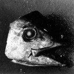 Untitled (Fish Head) by Daido Moriyama (1978)