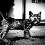 Daido Moriyama exhibition at the Steven Kasher Gallery