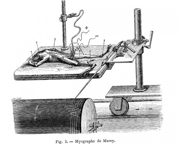 "Marey's Myograph" 1873
