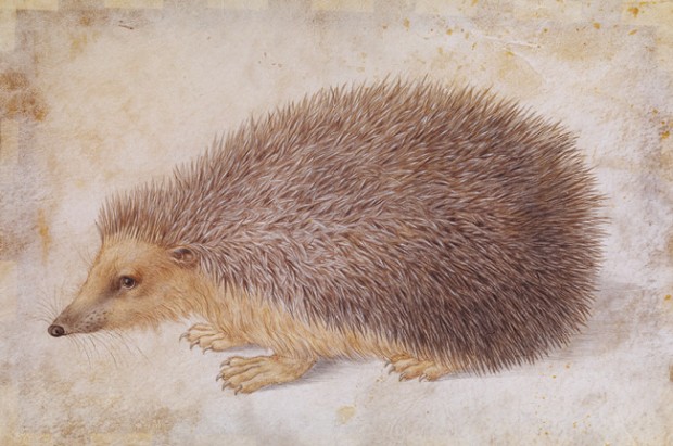“A Hedgehog” by Hans Hoffmann, watercolor and gouache on parchment, 7 7/8" x 11 3/4", before 1584