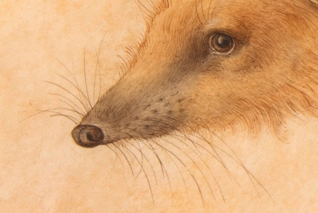 “A Hedgehog” (detail) by Hans Hoffmann, watercolor and gouache on parchment, 7 7/8" x 11 3/4", before 1584