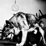 “Untitled” (dog), Sète no. 8, Anders Petersen, 2008