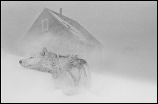 “Dog in the blizzard” by Ragnar Axelsson a.k.a. RAX, from the series Greenland, 2004. © Ragnar Axelsson. Used with permission.